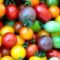 100 Seeds 'Tomato New Family' Red Yellow Green Small Tomato Seeds