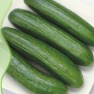 6 Seeds Cucumis Sativus Linn Netherlands Fruit Cucumber