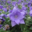 400 Seeds Bonsai Purple Platycodon Grandiflorum