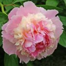 5 Seeds 'Ou Sikui' Pink Multi-petalled Tree Peony Flower