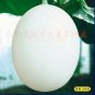 10 Seeds Japanese White Sweet Melon with Orange Meat