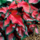 100 Seeds ShadeLoving Caladium Indoor Plant