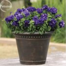 50 Seeds Imported Double Corrugated Mixed Purple Petunia Seeds