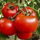 10 Seeds Qinshu F1 Pink Big Tomato Seeds