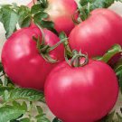 10 Seeds Super Baoguan F1 Big Pink Tomato Seeds
