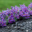 50 Seeds Purple Linaire Commune Linaria Vulgaris Common