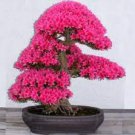 50 Seeds Rare F1 Azalea Hardy Red Rhododendron