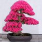 50 Seeds Rare F1 Azalea Hardy Red Rhododendron