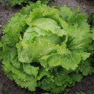 1000 Seeds American Lettuce der Salat Green Organic Vegetables