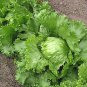 1000 Seeds American Lettuce der Salat Green Organic Vegetables