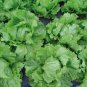 1000 Seeds American Lettuce der Salat Green Organic Vegetables