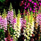 5000 Seeds Digitalis Purpurea Mixed Foxgloves Perennial Flower Seeds