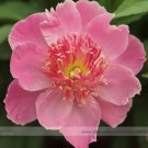 5 Seeds New 'Chen Xi' Double Petalled Pink Peony Tree Flower Seeds