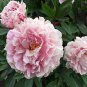 5 Seeds New 'Lan Yutian' Pink Peony Flower Seeds