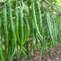 35 Seeds Dark Green Tiger Pepper