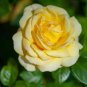 50 Seeds Separately 4 Types of Rose Green Blue Yellow White Flower Seeds