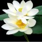 40 Seeds White Nelumbo Nucifera Lotus ''Leng Ku'' Water Lily Flower