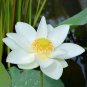 40 Seeds White Nelumbo Nucifera Lotus ''Leng Ku'' Water Lily Flower