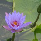 40 Seeds Purple Nymphaea Caerulea Asian Water Lily Pad Flower Pond