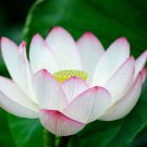 40 Seeds New Fresh Nelumbo Nucifera Little Red Lotus Seeds