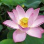 40 Seeds New Fresh Nelumbo Nucifera Little Red Lotus Seeds