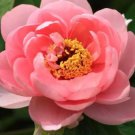 5 Seeds Heirloom 'Pink King's' Double Slippy Peony Flower Seeds