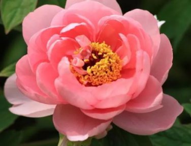 5 Seeds Heirloom 'Pink King's' Double Slippy Peony Flower Seeds