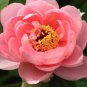 5 Seeds Heirloom 'Pink King's' Double Slippy Peony Flower Seeds