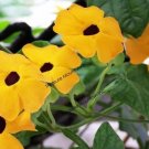 10 Seeds Heirloom Yellow Orange White 'Dream' Morning Glory Climbing Annual Flower with Black Eye