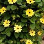 10 Seeds Heirloom Yellow Orange White 'Dream' Morning Glory Climbing Annual Flower with Black Eye