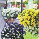 20 Seeds Heirloom Hanging Pansy Mixed White Yellow Purple Bonsai Seeds