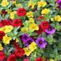 20 Seeds Heirloom Hanging Pansy Mixed White Yellow Purple Bonsai Seeds