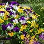 20 Seeds Heirloom Hanging Pansy Mixed White Yellow Purple Bonsai Seeds