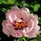 5 Seeds Rare New Pink Monopetalous Peony with Red Spot Heart