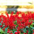 30 Seeds Salvia RED ROCKET HOT JAZZ Salvia Splendens