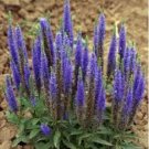 50 Seeds  Veronica Spicata Speedwell Flower Seeds