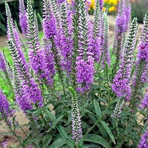50 Seeds Veronica Spicata Speedwell Flower Seeds