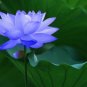10 Seeds Lotus Seeds Four Color Blue Purple Red Dark Blue