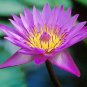 10 Seeds Lotus Seeds Four Color Blue Purple Red Dark Blue