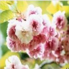 135 Seeds Cherry Blossom Flower Seeds Oriental Cherry Sakura