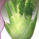 25 Seeds New Fresh Bulbing Fennel Foeniculum Vulgare Dulce Finale Herb
