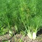 25 Seeds New Fresh Bulbing Fennel Foeniculum Vulgare Dulce Finale Herb