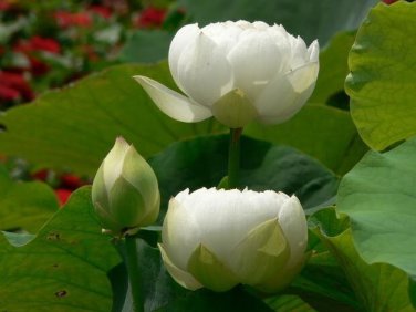 40 Seeds New Fresh Nelumbo Nucifera White Lotus Seeds Aquatic Plants