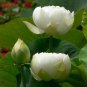 40 Seeds New Fresh Nelumbo Nucifera White Lotus Seeds Aquatic Plants