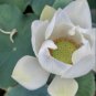 40 Seeds New Fresh Nelumbo Nucifera White Lotus Seeds Aquatic Plants