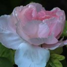 5 Seeds Rare Light Pink Monopetalous Peony 'Shui Xian Zi' Seeds