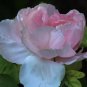 5 Seeds Rare Light Pink Monopetalous Peony 'Shui Xian Zi' Seeds