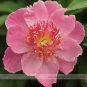 5 Seeds Rare Light Pink Monopetalous Peony 'Shui Xian Zi' Seeds