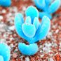 30 Seeds Blue Dicrocaulon Ramulosum Incredible Succulent Plant