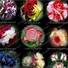 50 Seeds New Midnight Supreme Rose Pink Rose Red Strip Fichier Rose